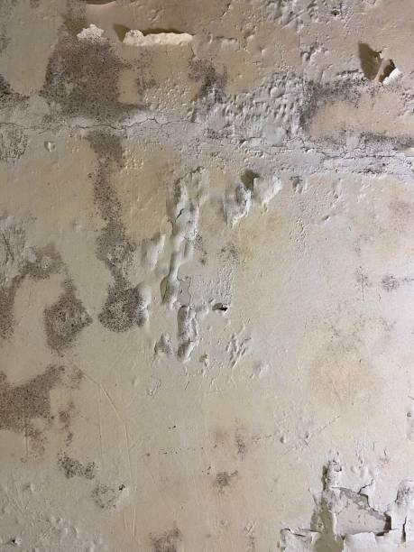 Professional Mold Removal in Ashland, KY
