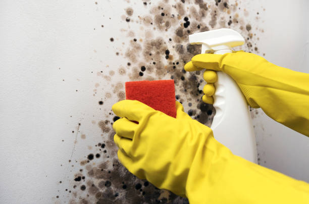 Trusted Ashland, KY Mold Removal Experts